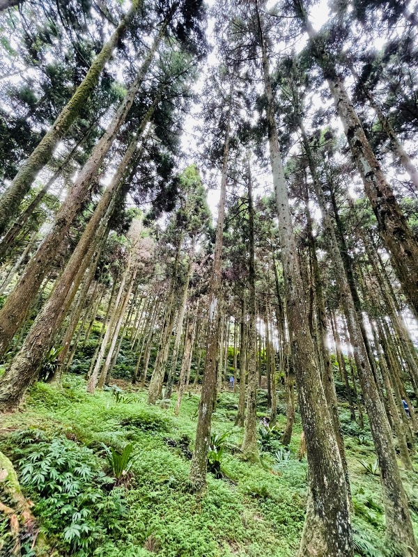 bearempty36 三峽-熊空茶園 遠離城市探詢茶園之美