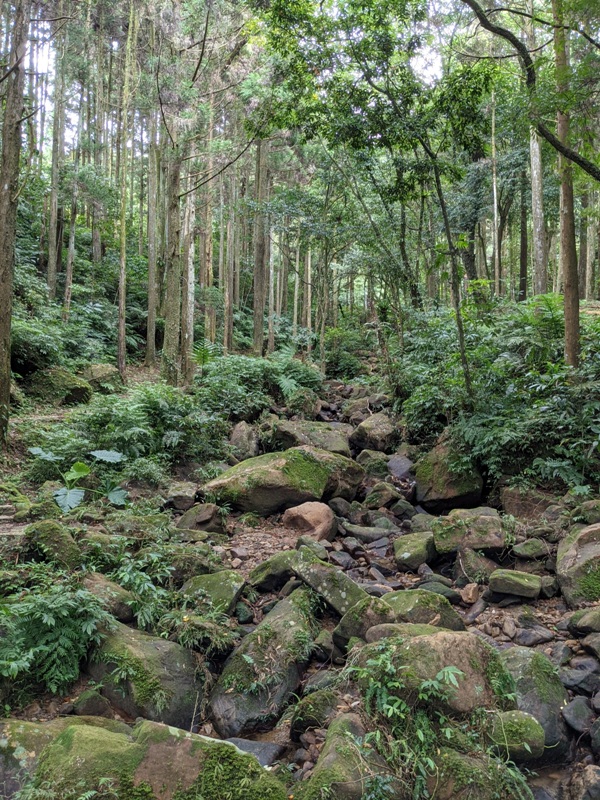 bearempty37 三峽-熊空茶園 遠離城市探詢茶園之美