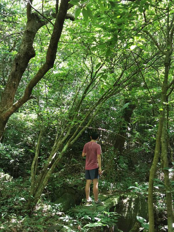 facemountain015810 陽明山-向天池向天山面天山 走一段台北大縱走