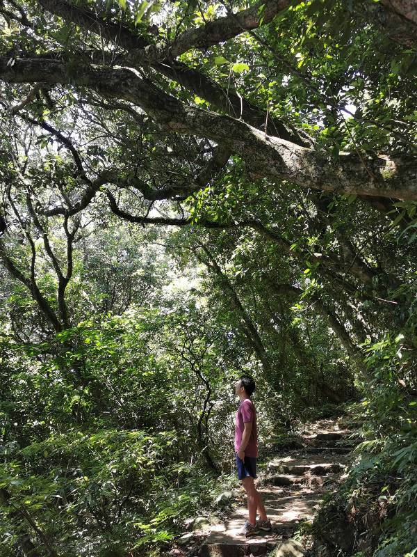facemountain015815 陽明山-向天池向天山面天山 走一段台北大縱走