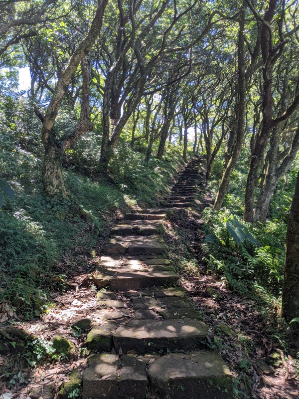 facemountain015823 陽明山-向天池向天山面天山 走一段台北大縱走