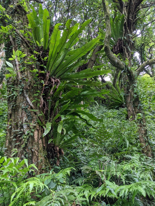 facemountain015826 陽明山-向天池向天山面天山 走一段台北大縱走