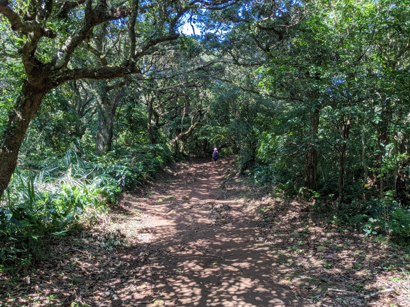 facemountain015845 陽明山-向天池向天山面天山 走一段台北大縱走