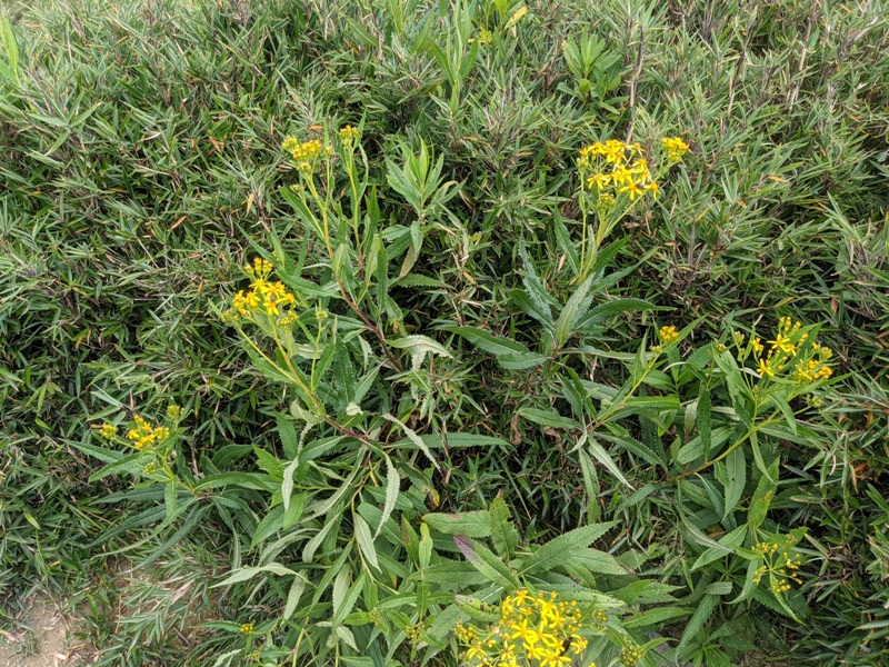 mtshihmen490125 合歡山-半小時登百岳 編號70石門山