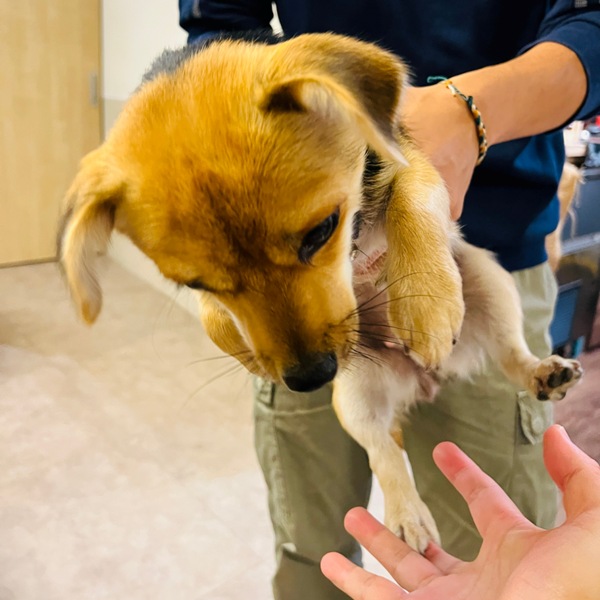 horokacafe19 萬華-木咖Horoka 浪漫韓風店狗太可愛