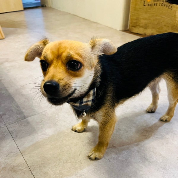 horokacafe20 萬華-木咖Horoka 浪漫韓風店狗太可愛