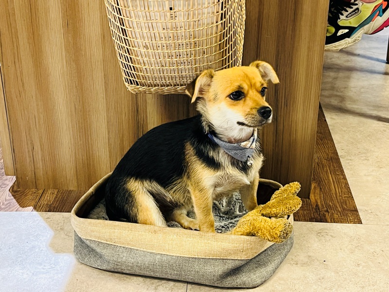 horokacafe22 萬華-木咖Horoka 浪漫韓風店狗太可愛