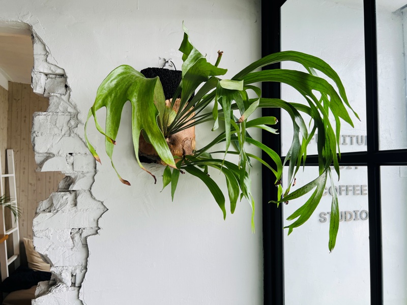 routine15 南港-Routine Coffee韓系清新網美空間