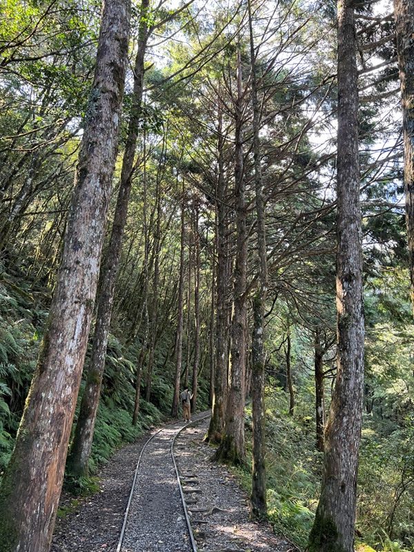 seesunny14-rotated 大同-太平山見晴懷古步道 躍上CNN的迷人小徑 輕鬆好入手