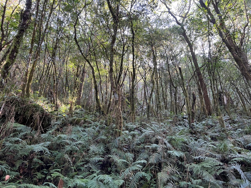 seesunny16 大同-太平山見晴懷古步道 躍上CNN的迷人小徑 輕鬆好入手