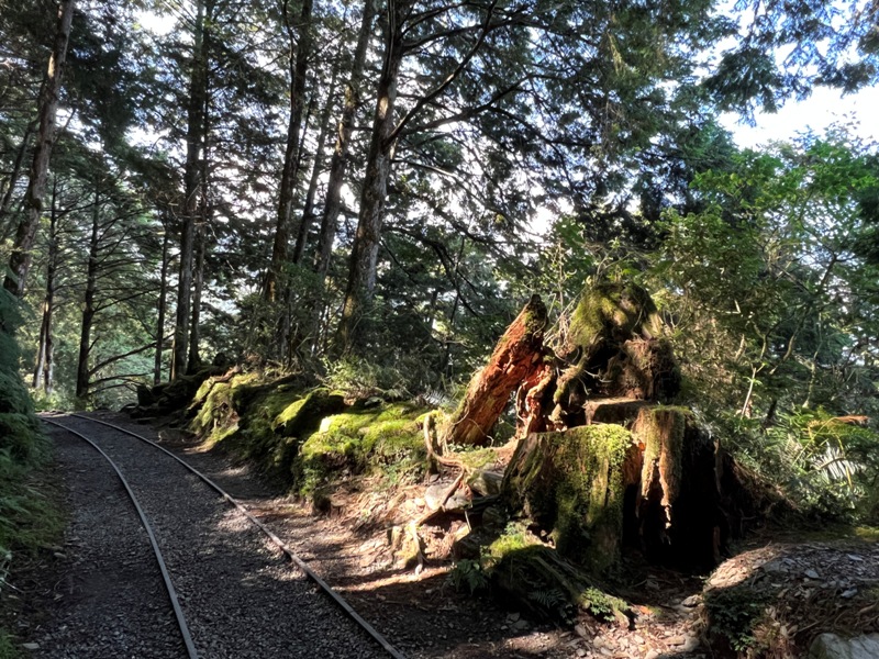 seesunny18 大同-太平山見晴懷古步道 躍上CNN的迷人小徑 輕鬆好入手