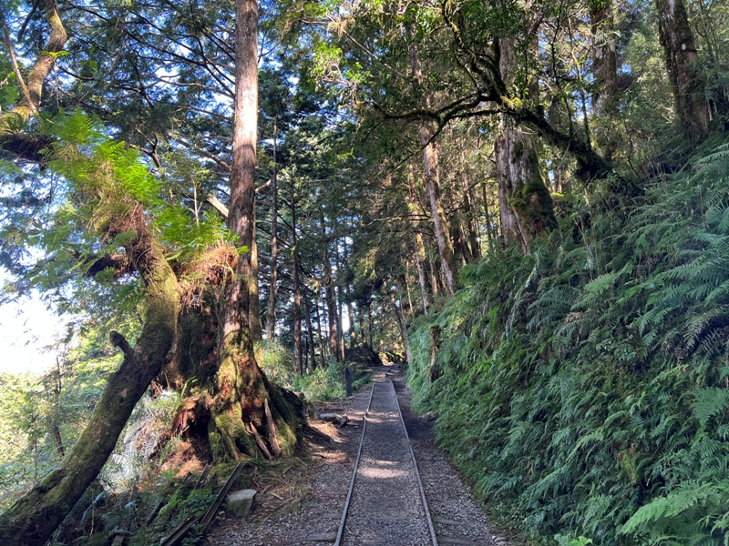 seesunny21 大同-太平山見晴懷古步道 躍上CNN的迷人小徑 輕鬆好入手