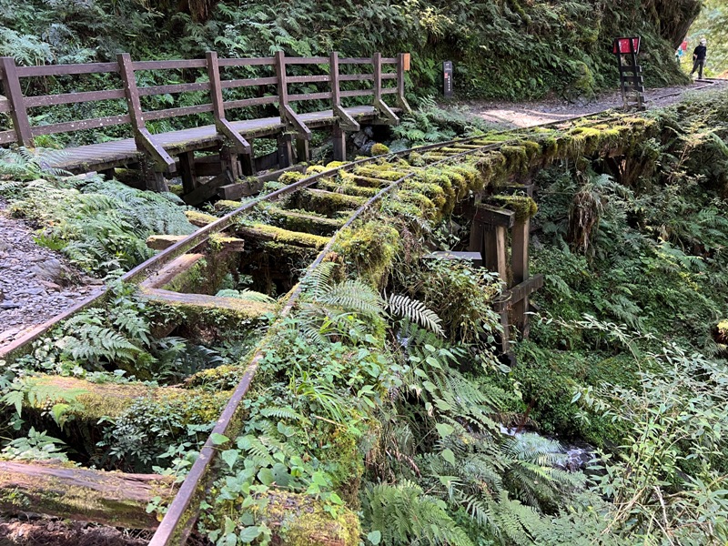 seesunny25 大同-太平山見晴懷古步道 躍上CNN的迷人小徑 輕鬆好入手