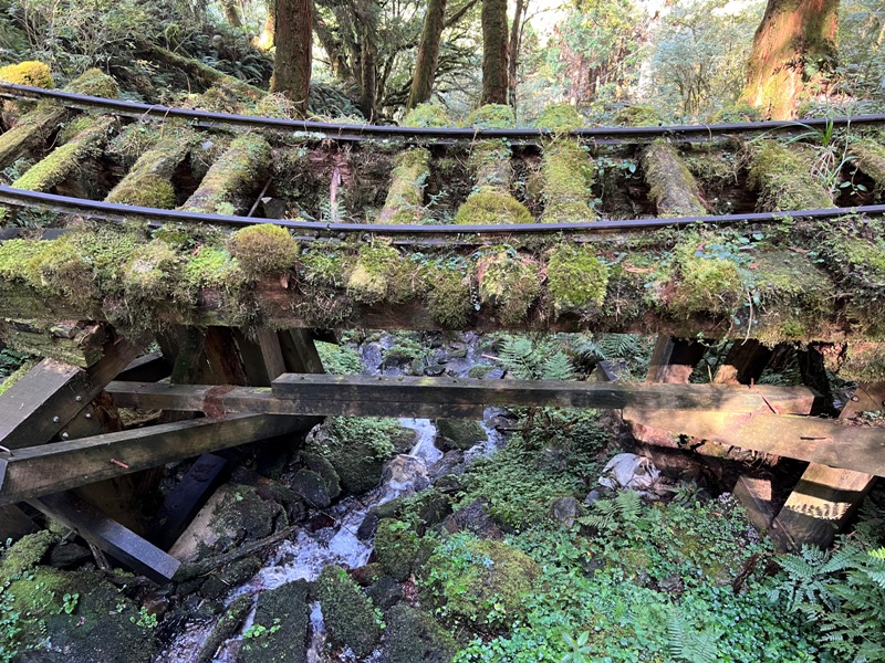 seesunny29 大同-太平山見晴懷古步道 躍上CNN的迷人小徑 輕鬆好入手