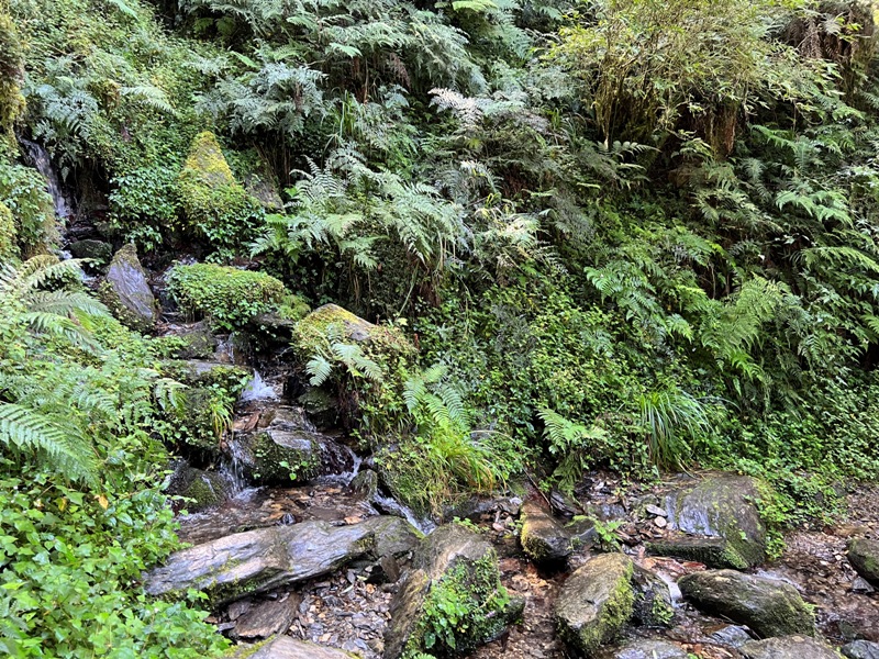 seesunny30 大同-太平山見晴懷古步道 躍上CNN的迷人小徑 輕鬆好入手