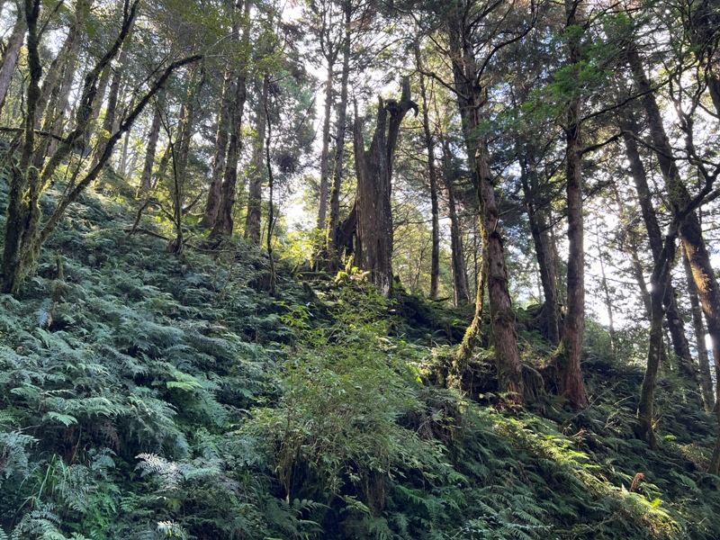 seesunny31 大同-太平山見晴懷古步道 躍上CNN的迷人小徑 輕鬆好入手