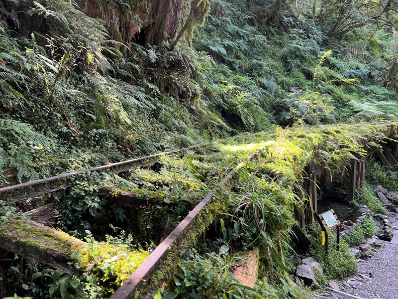 seesunny37 大同-太平山見晴懷古步道 躍上CNN的迷人小徑 輕鬆好入手