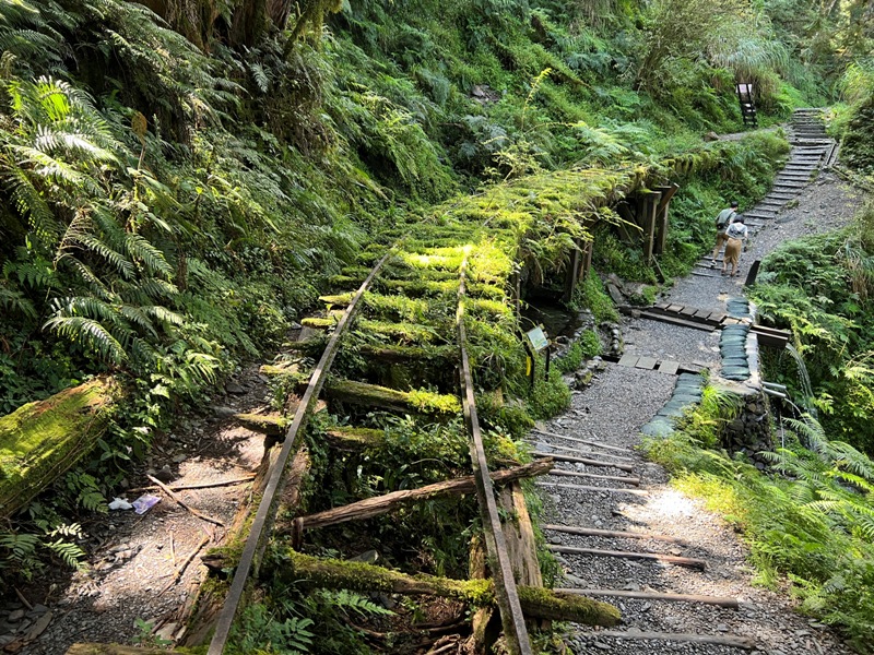 seesunny38 大同-太平山見晴懷古步道 躍上CNN的迷人小徑 輕鬆好入手