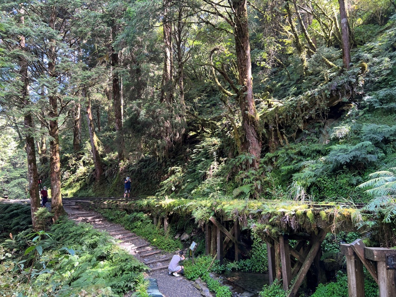 seesunny43 大同-太平山見晴懷古步道 躍上CNN的迷人小徑 輕鬆好入手