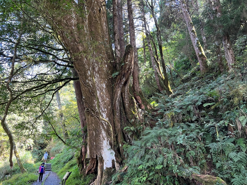 seesunny45 大同-太平山見晴懷古步道 躍上CNN的迷人小徑 輕鬆好入手