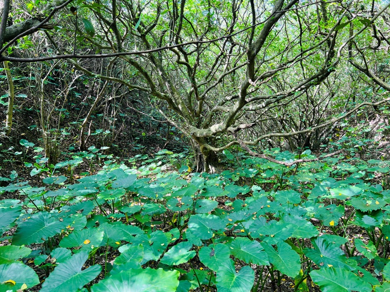 wongyou05 基隆-望幽也忘憂 碧海藍天輕鬆走 賞最美的海岸