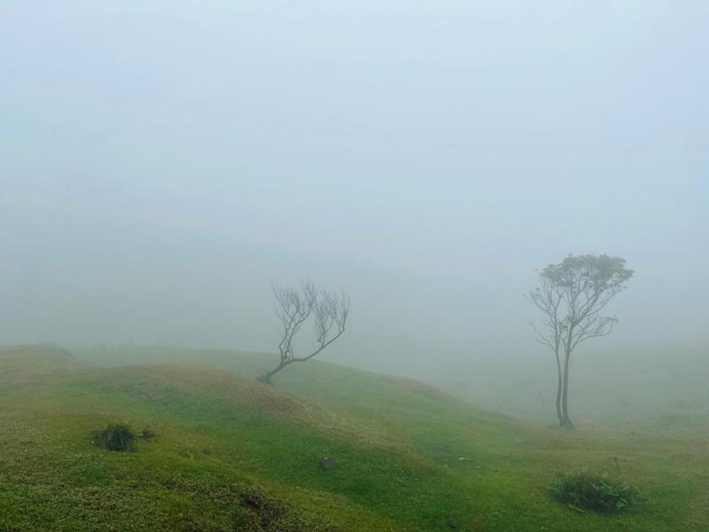 dingshan0103 陽明山-頂山石梯嶺步道 迷霧中的步道體驗 夢幻柳杉林藏在陽明山中