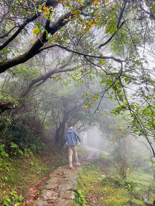 dingshan0109 陽明山-頂山石梯嶺步道 迷霧中的步道體驗 夢幻柳杉林藏在陽明山中