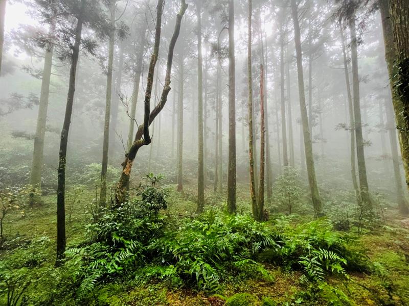 dingshan0121 陽明山-頂山石梯嶺步道 迷霧中的步道體驗 夢幻柳杉林藏在陽明山中