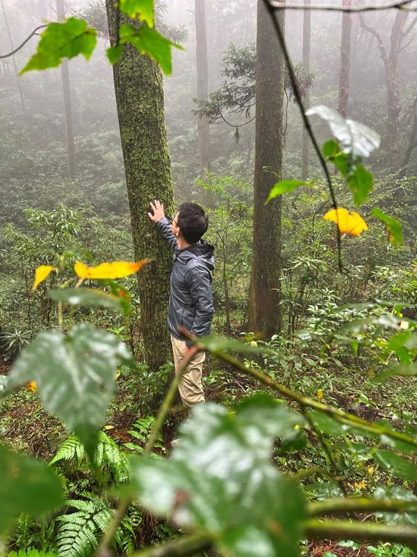 陽明山-頂山石梯嶺步道 迷霧中的步道體驗 夢幻柳杉林藏在陽明山中 陽明山-頂山石梯嶺步道 迷霧中的步道體驗 夢幻柳杉林藏在陽明山中