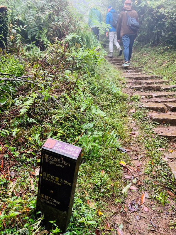 dingshan0127 陽明山-頂山石梯嶺步道 迷霧中的步道體驗 夢幻柳杉林藏在陽明山中
