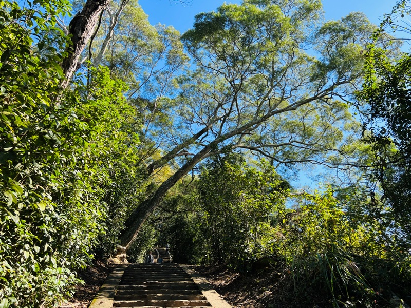 feyfong12 芎林-飛鳳山 觀日坪步道 O型健走
