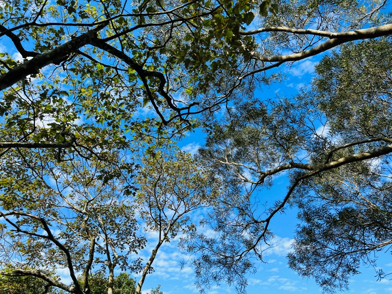 feyfong33 芎林-飛鳳山 觀日坪步道 O型健走