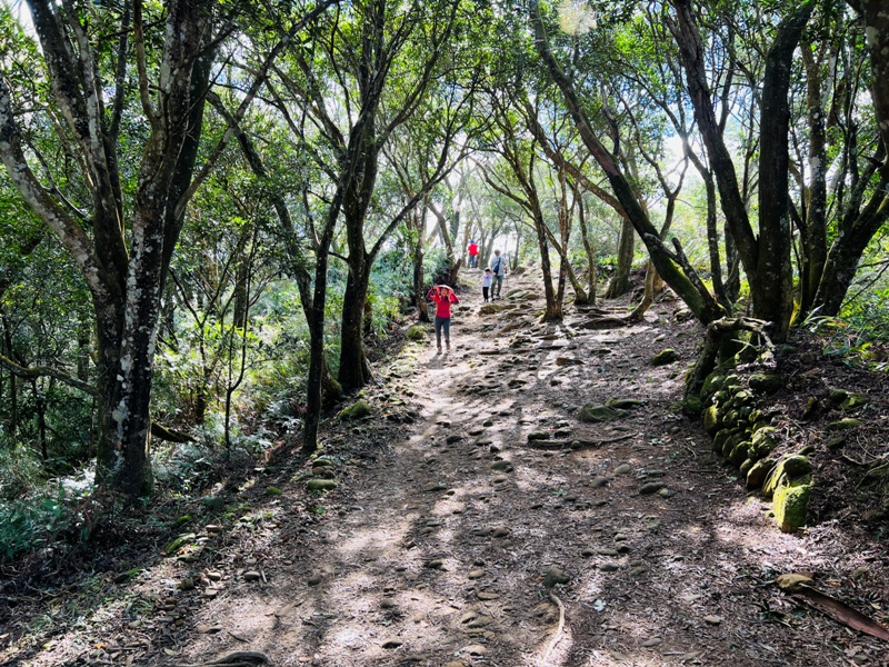 feyfong38 芎林-飛鳳山 觀日坪步道 O型健走