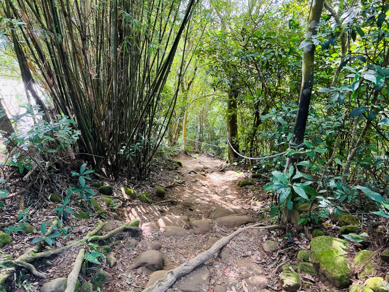 feyfong41 芎林-飛鳳山 觀日坪步道 O型健走