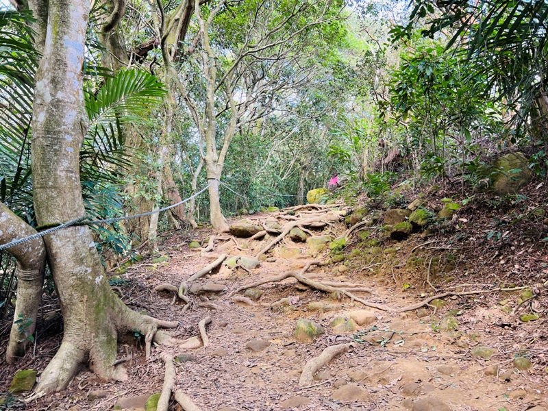 feyfong44 芎林-飛鳳山 觀日坪步道 O型健走