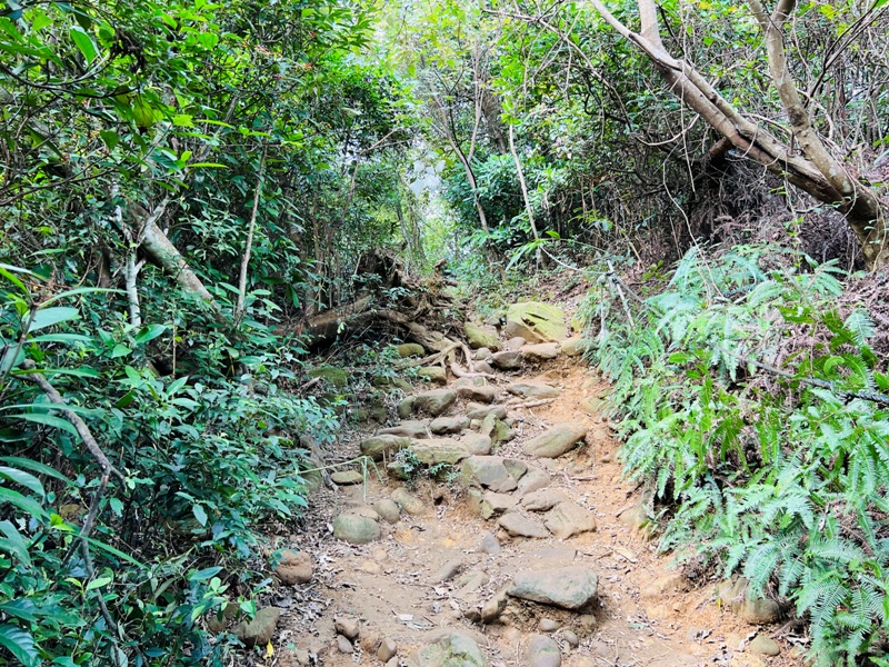 feyfong45 芎林-飛鳳山 觀日坪步道 O型健走