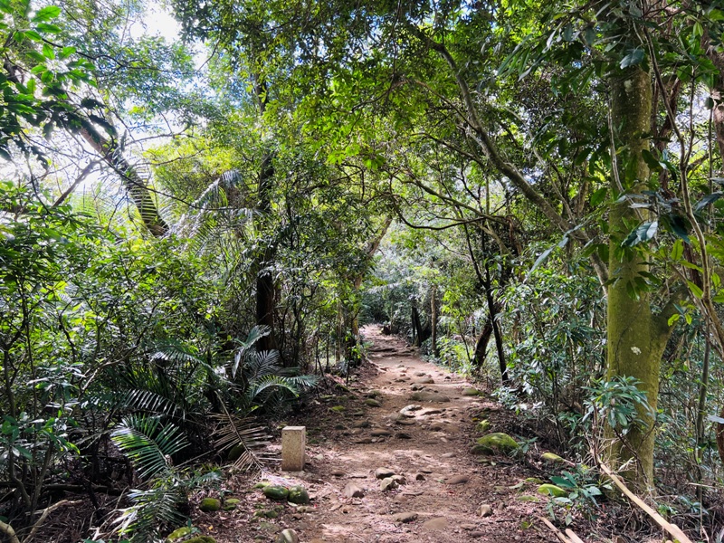 feyfong46 芎林-飛鳳山 觀日坪步道 O型健走