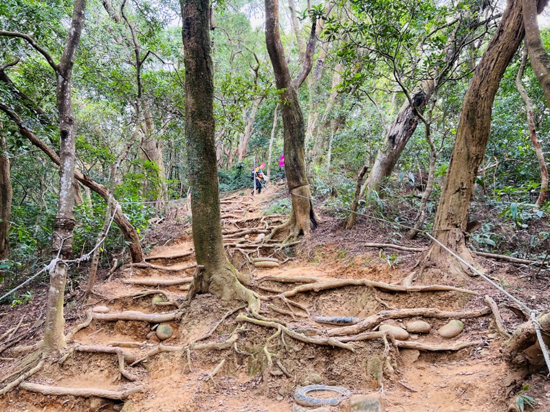 feyfong50 芎林-飛鳳山 觀日坪步道 O型健走