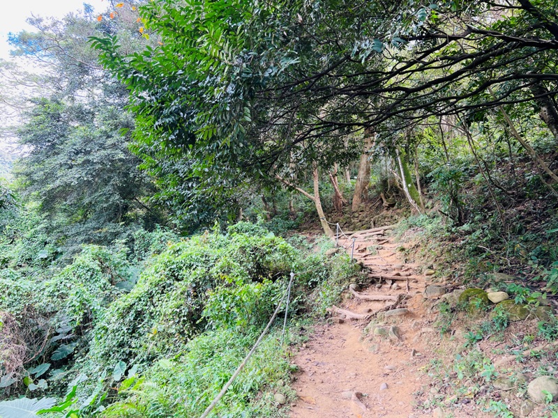 feyfong52 芎林-飛鳳山 觀日坪步道 O型健走