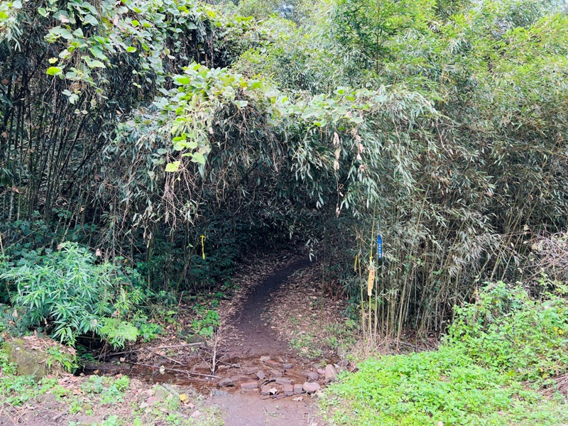 manapanggg04 泰安-馬那邦山 登頂的一抹楓紅