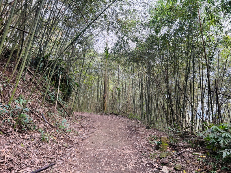 manapanggg05 泰安-馬那邦山 登頂的一抹楓紅