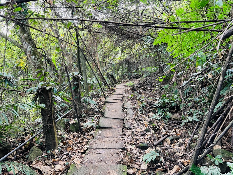 manapanggg07 泰安-馬那邦山 登頂的一抹楓紅