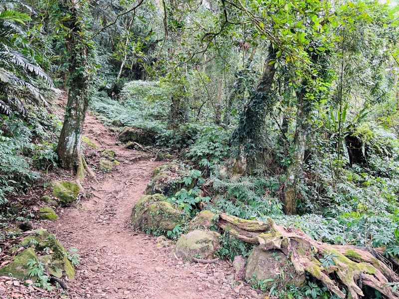 manapanggg15 泰安-馬那邦山 登頂的一抹楓紅