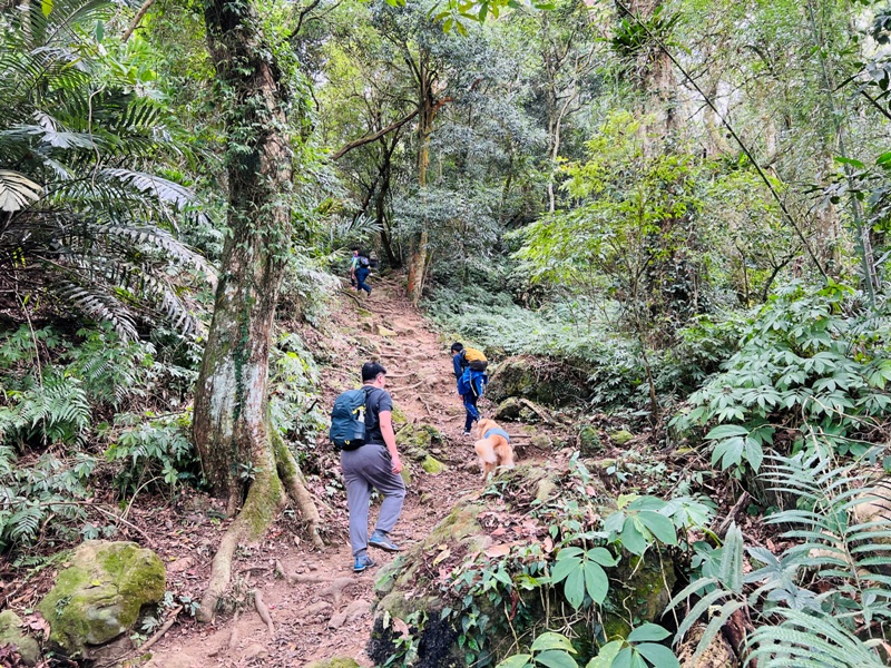 manapanggg18 泰安-馬那邦山 登頂的一抹楓紅