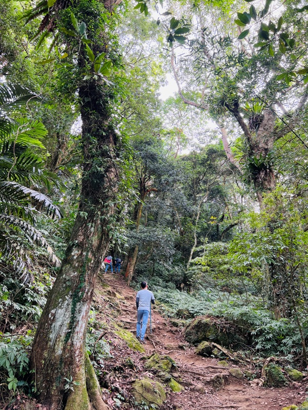 manapanggg19 泰安-馬那邦山 登頂的一抹楓紅