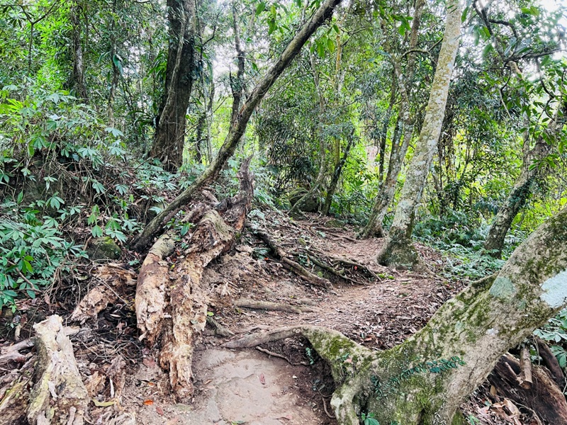 manapanggg20 泰安-馬那邦山 登頂的一抹楓紅