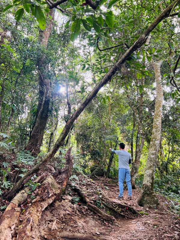 manapanggg21 泰安-馬那邦山 登頂的一抹楓紅