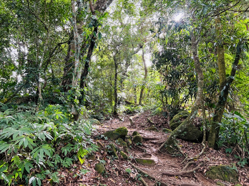 manapanggg22 泰安-馬那邦山 登頂的一抹楓紅