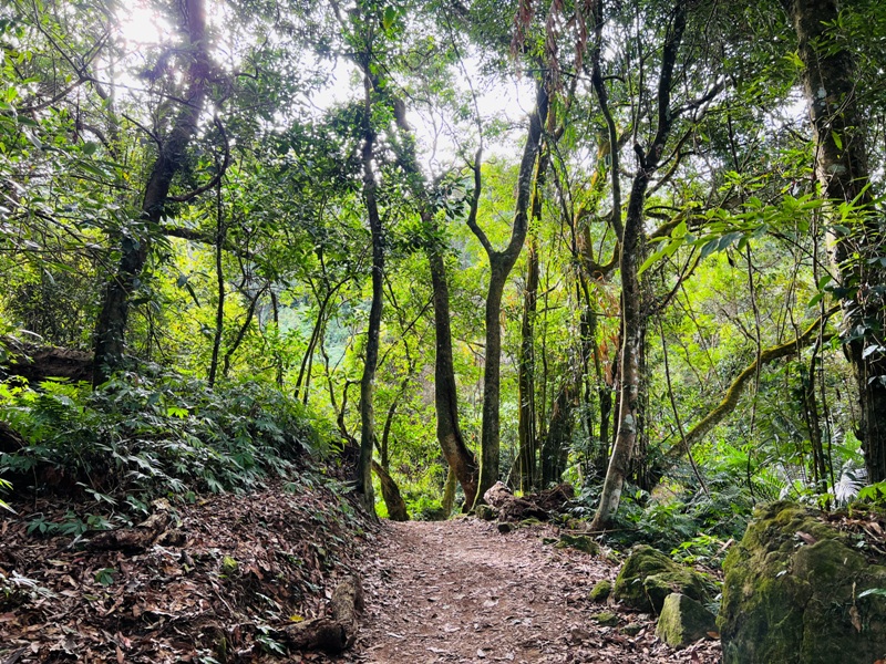 manapanggg23 泰安-馬那邦山 登頂的一抹楓紅