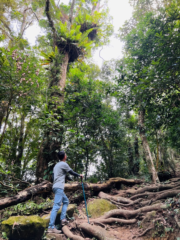 manapanggg25 泰安-馬那邦山 登頂的一抹楓紅